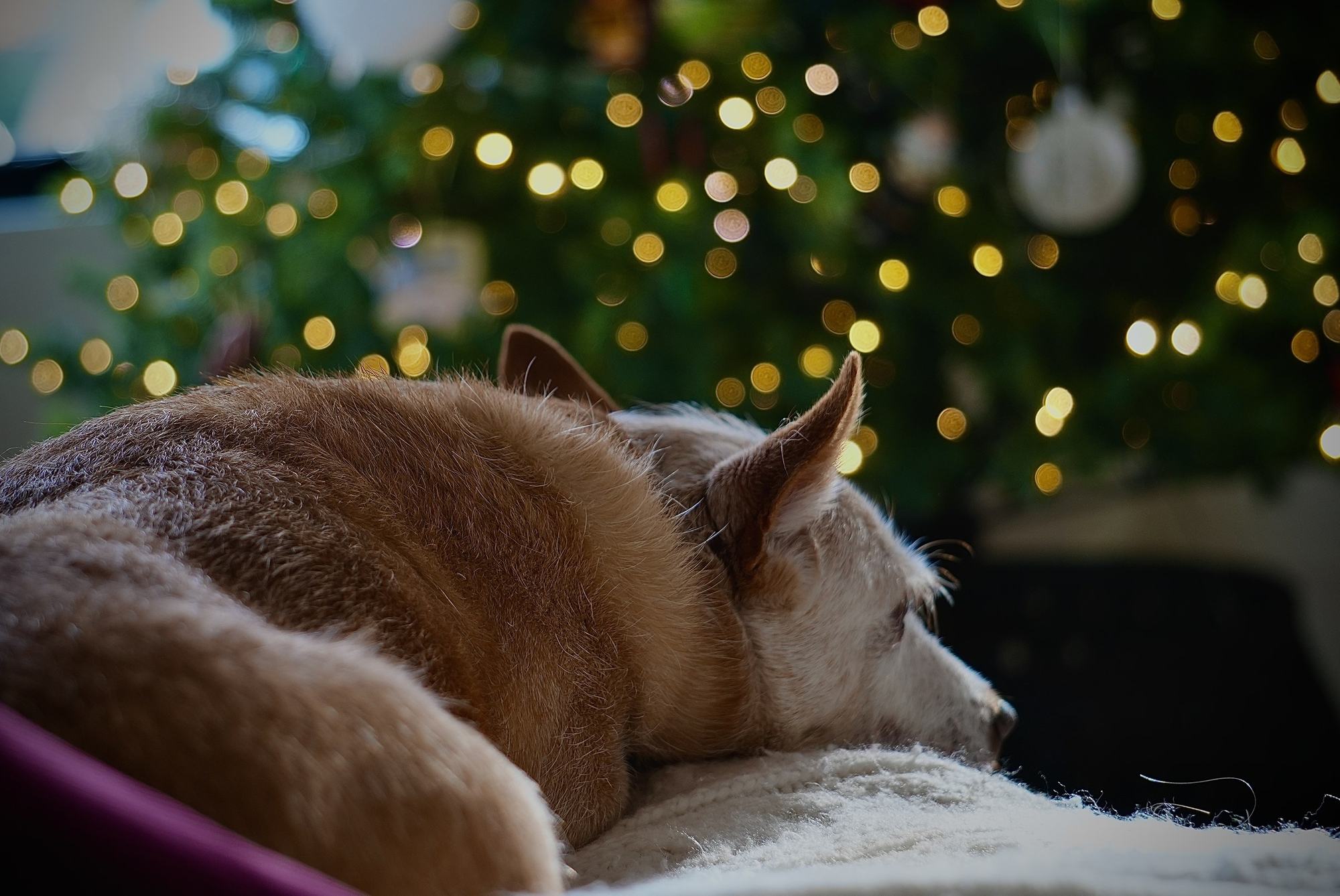Dog by the Christmas tree